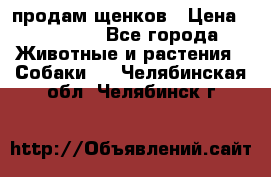 продам щенков › Цена ­ 15 000 - Все города Животные и растения » Собаки   . Челябинская обл.,Челябинск г.